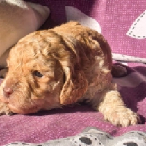 Choco Nose – F1b, golden Cavapoo Welpen kaufen