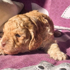 Cavapoo Welpe kaufen