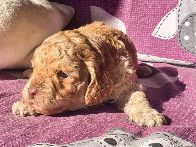 Cavapoo Welpe kaufen