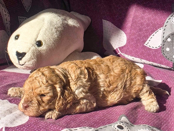 Cavapoo Welpe kaufen