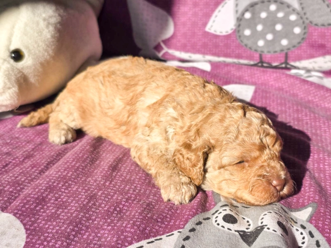 Cavapoo Welpe kaufen
