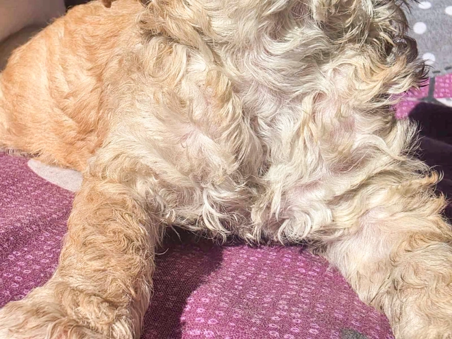 Cavapoo Welpe kaufen