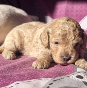 Cavapoo Welpe kaufen