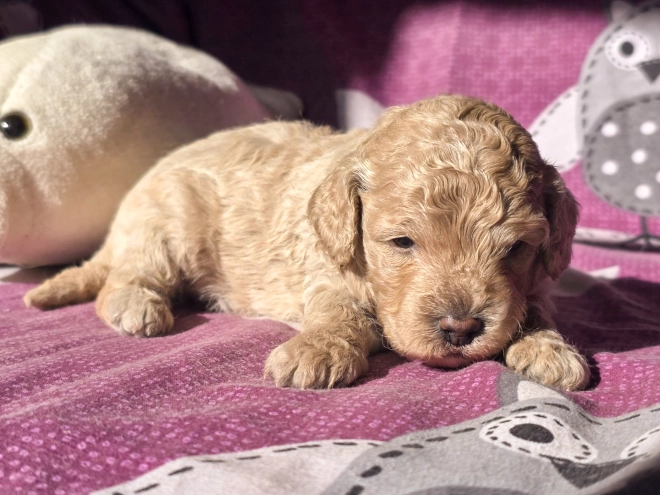 Cavapoo Welpe kaufen