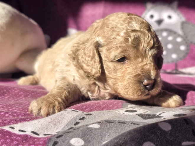 Cavapoo Welpe kaufen