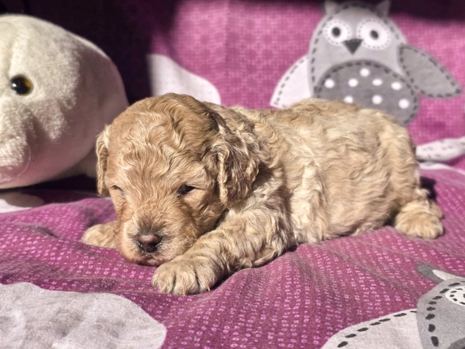 Cavapoo Welpe kaufen