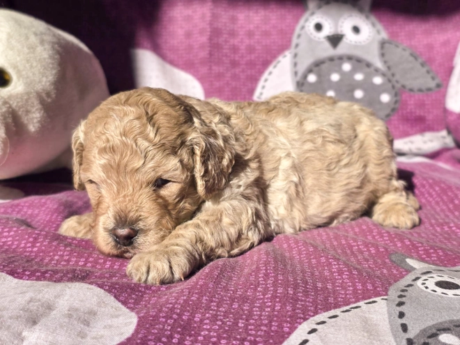 Cavapoo Welpe kaufen