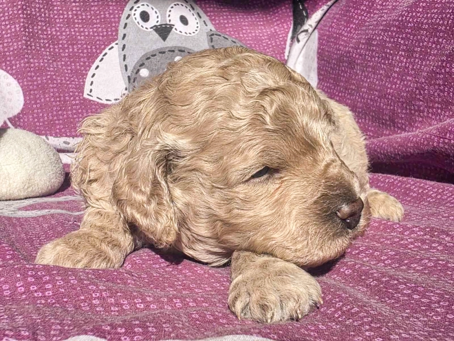 Cavapoo Welpe kaufen