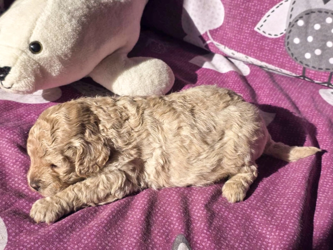 Cavapoo Welpe kaufen