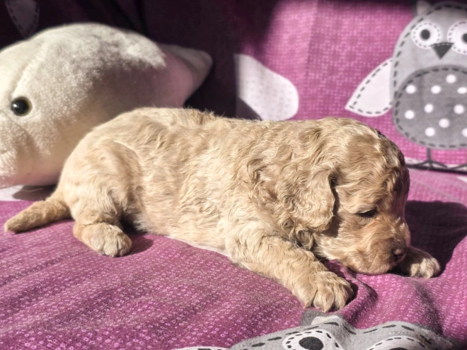 Cavapoo Welpe kaufen