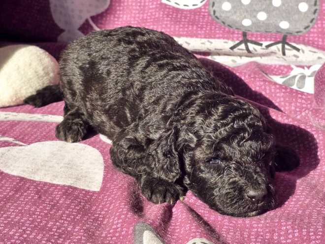 Cavapoo Welpe kaufen