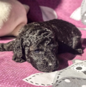 Cavapoo Welpe kaufen