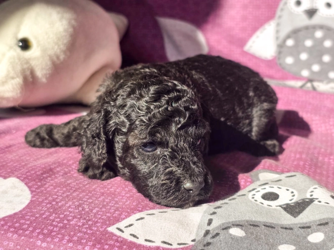 Cavapoo Welpe kaufen