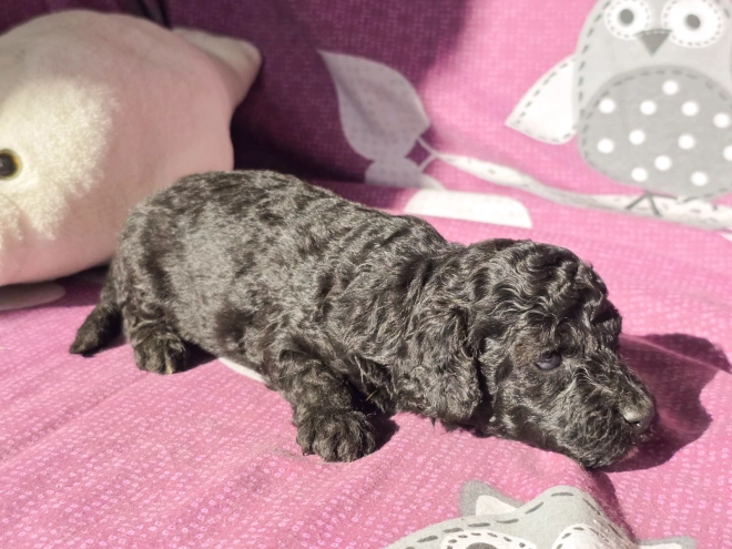 Cavapoo Welpe kaufen