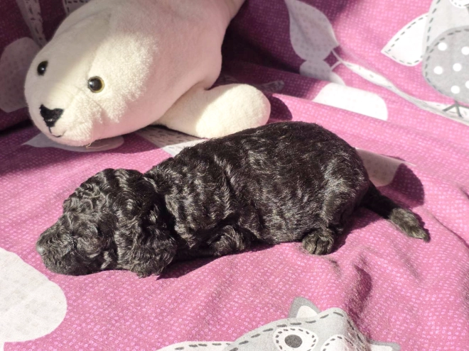 Cavapoo Welpe kaufen