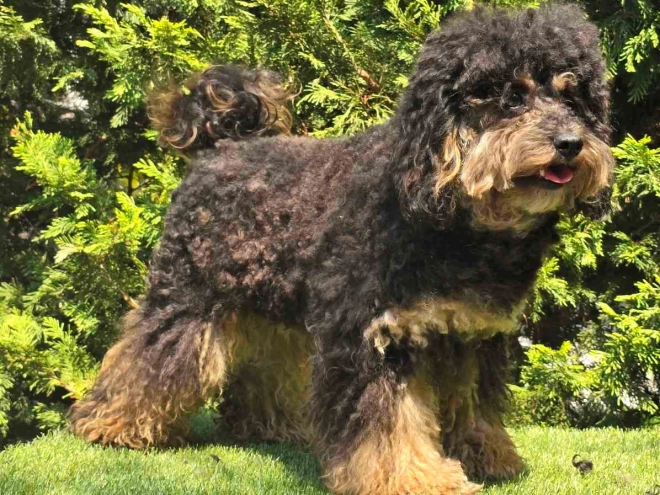 Cavapoo puppy for sale