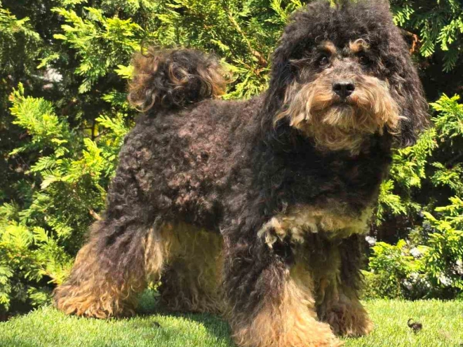 Cavapoo puppy for sale