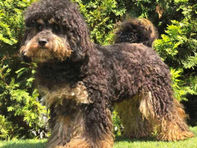 Cavapoo puppy for sale