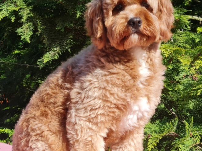 Cavapoo Welpe kaufen