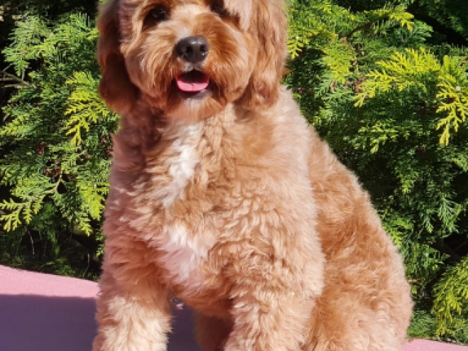 Cavapoo Welpe kaufen