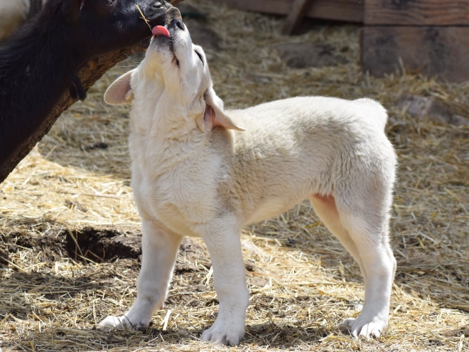 Central Asian Ovcharka puppy for sale
