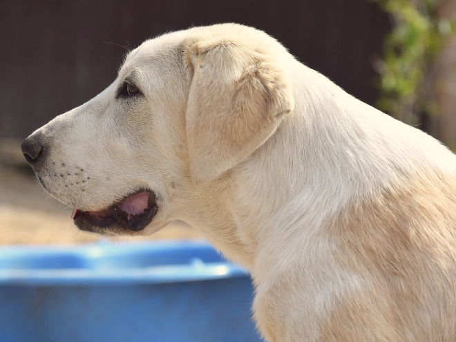 Mittelasiatischer Schäferhund Welpe kaufen
