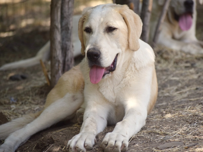 Mittelasiatischer Schäferhund Welpe kaufen