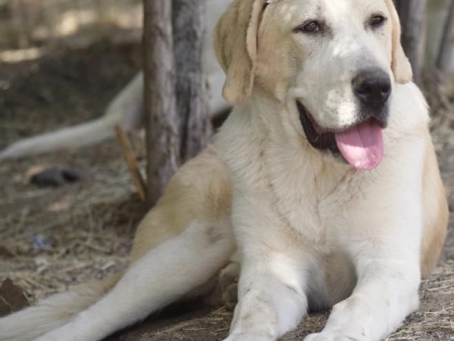Mittelasiatischer Schäferhund Welpe kaufen