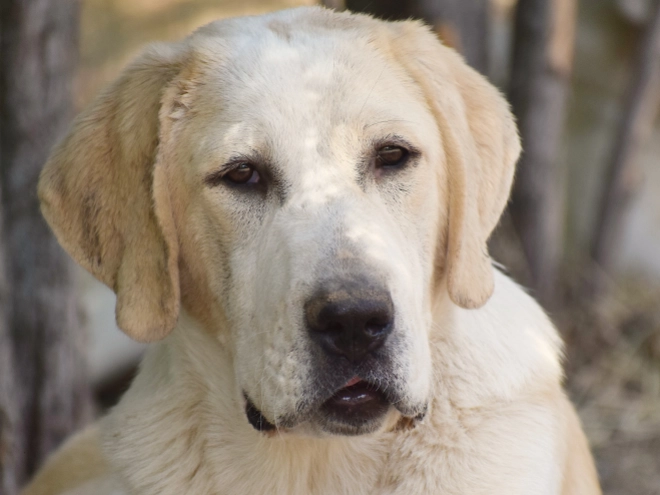 Mittelasiatischer Schäferhund Welpe kaufen