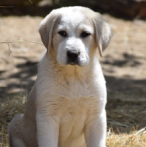 Perros Perro Pastor de Asia Central en venta