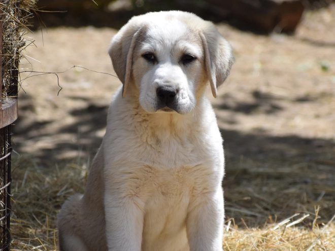 Central Asian Ovcharka puppy for sale