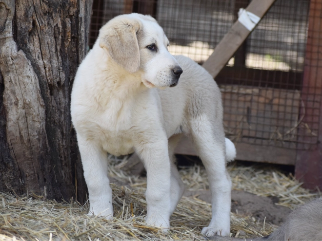 Central Asian Ovcharka puppy for sale