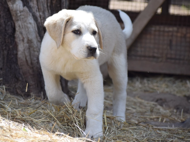 Central Asian Ovcharka puppy for sale