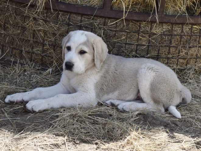 Central Asian Ovcharka puppy for sale
