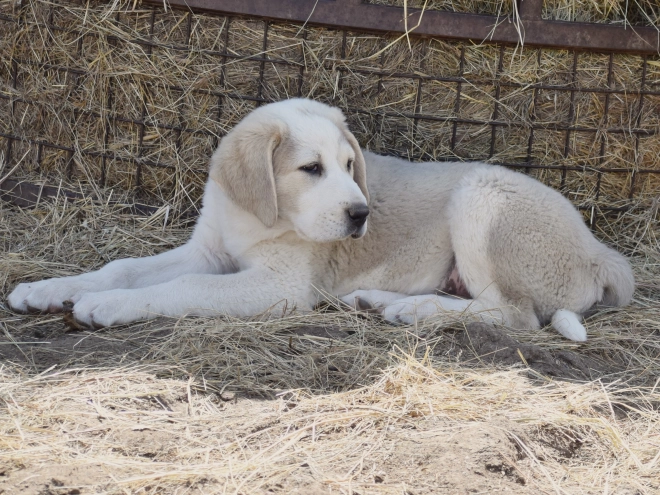 Central Asian Ovcharka puppy for sale