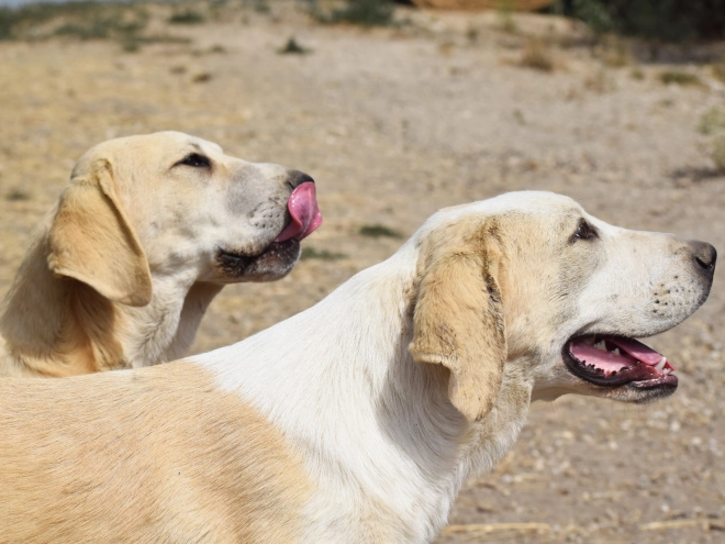 Mittelasiatischer Schäferhund Welpe kaufen