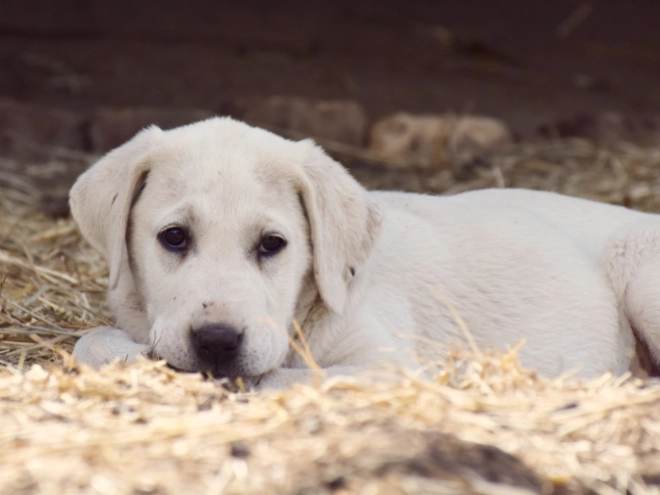 Central Asian Ovcharka puppy for sale