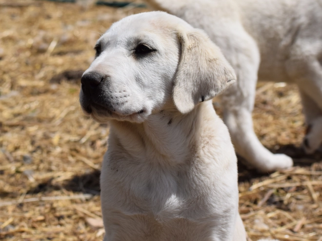 Central Asian Ovcharka puppy for sale