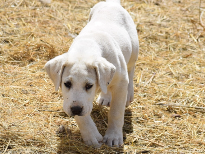 Central Asian Ovcharka puppy for sale