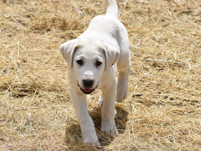 Central Asian Ovcharka puppy for sale