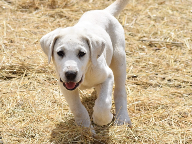 Central Asian Ovcharka puppy for sale