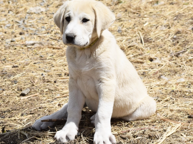Central Asian Ovcharka puppy for sale