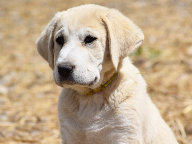 Central Asian Ovcharka puppy for sale