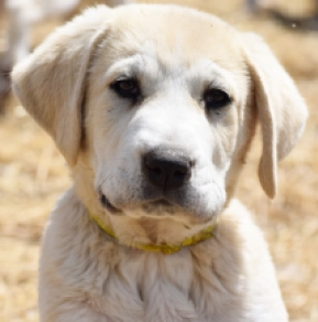 Perros Perro Pastor de Asia Central en venta
