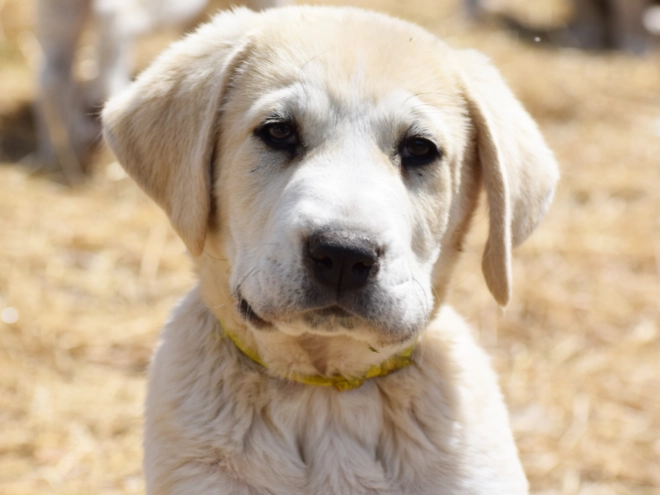 Central Asian Ovcharka puppy for sale