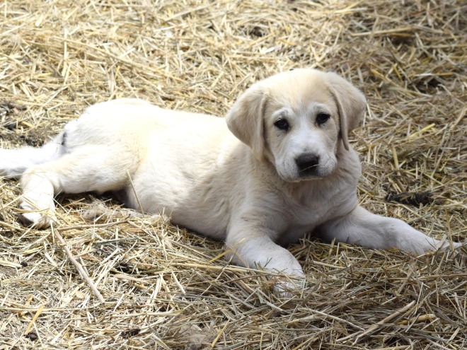 Central Asian Ovcharka puppy for sale