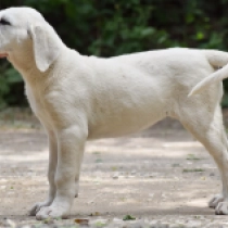 Yasmin,  Mittelasiatischer Schäferhund Welpen kaufen