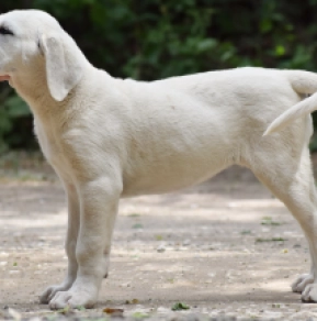 Perros Perro Pastor de Asia Central en venta