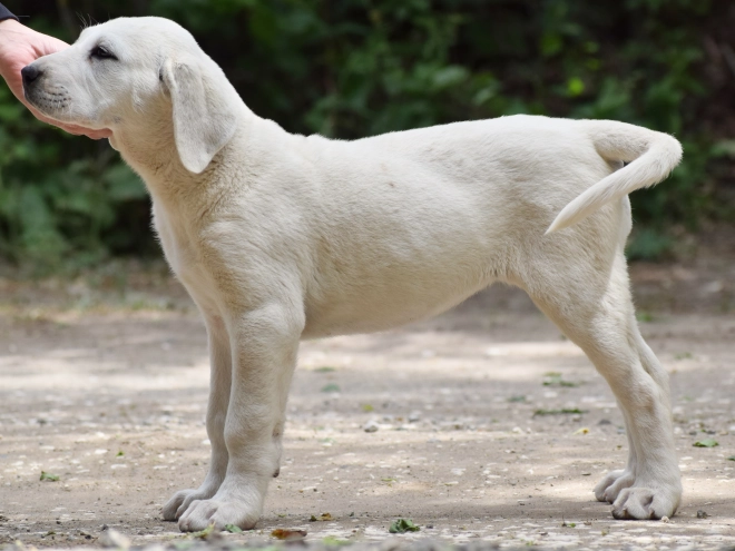 Central Asian Ovcharka puppy for sale