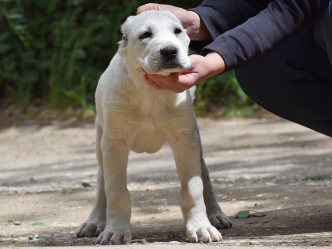 Central Asian Ovcharka puppy for sale